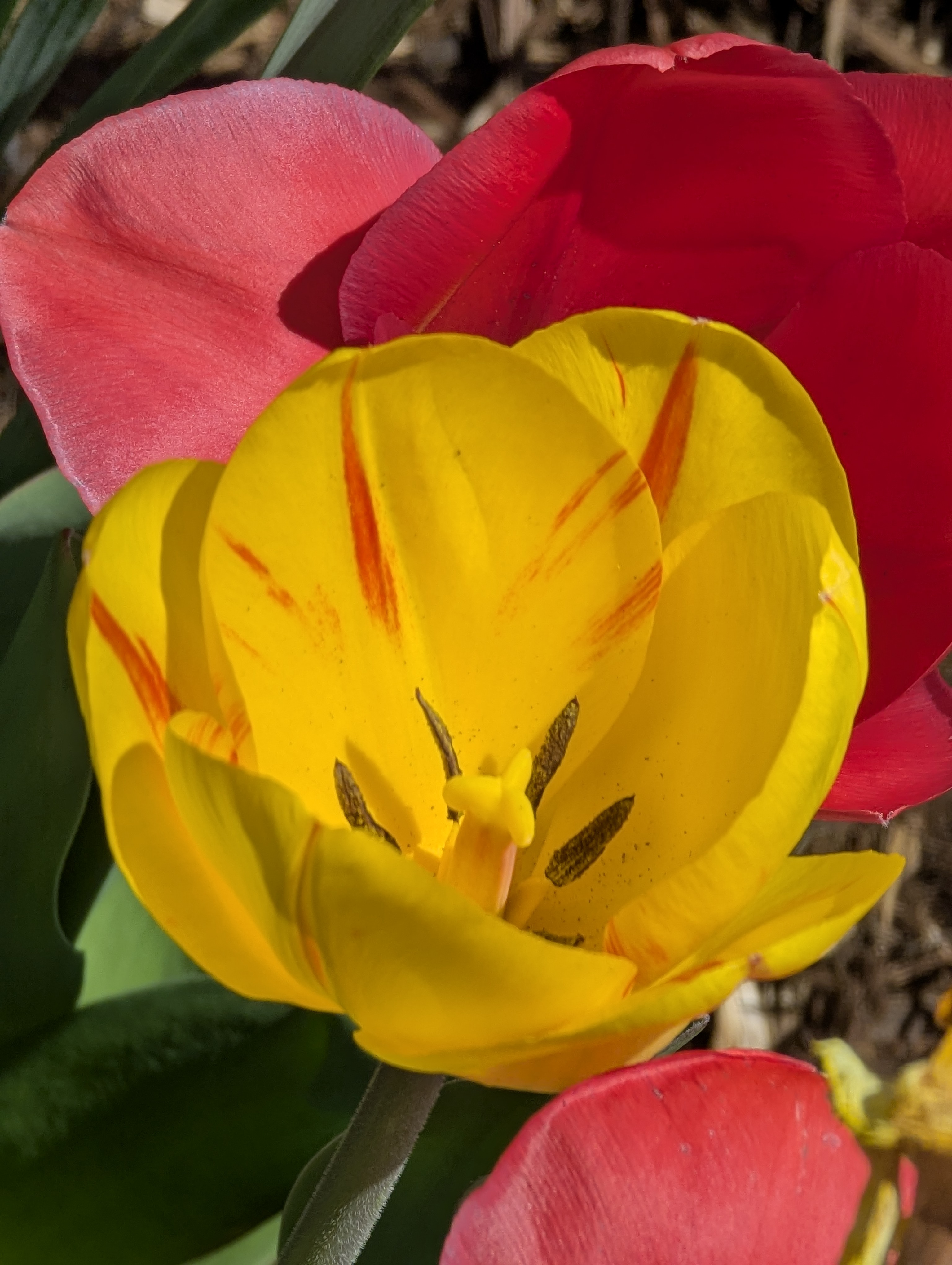 Garden, Flowers, Morrison, Colorado